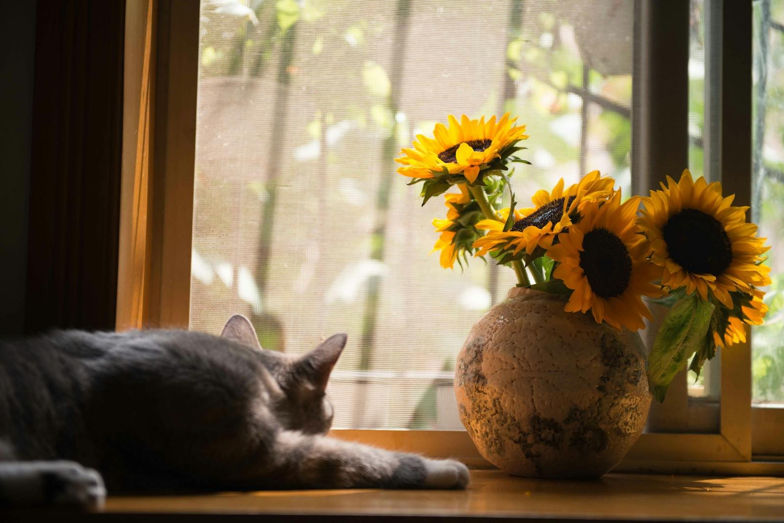 A sleeping cat and vibrant sunflowers bathed in sunlight on a windowsill.