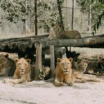 A group of lions relaxing in a shaded area at a zoo enclosure.