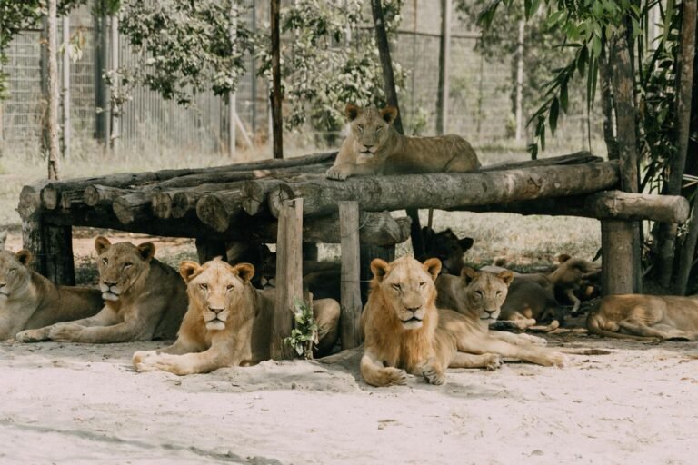 A group of lions relaxing in a shaded area at a zoo enclosure.