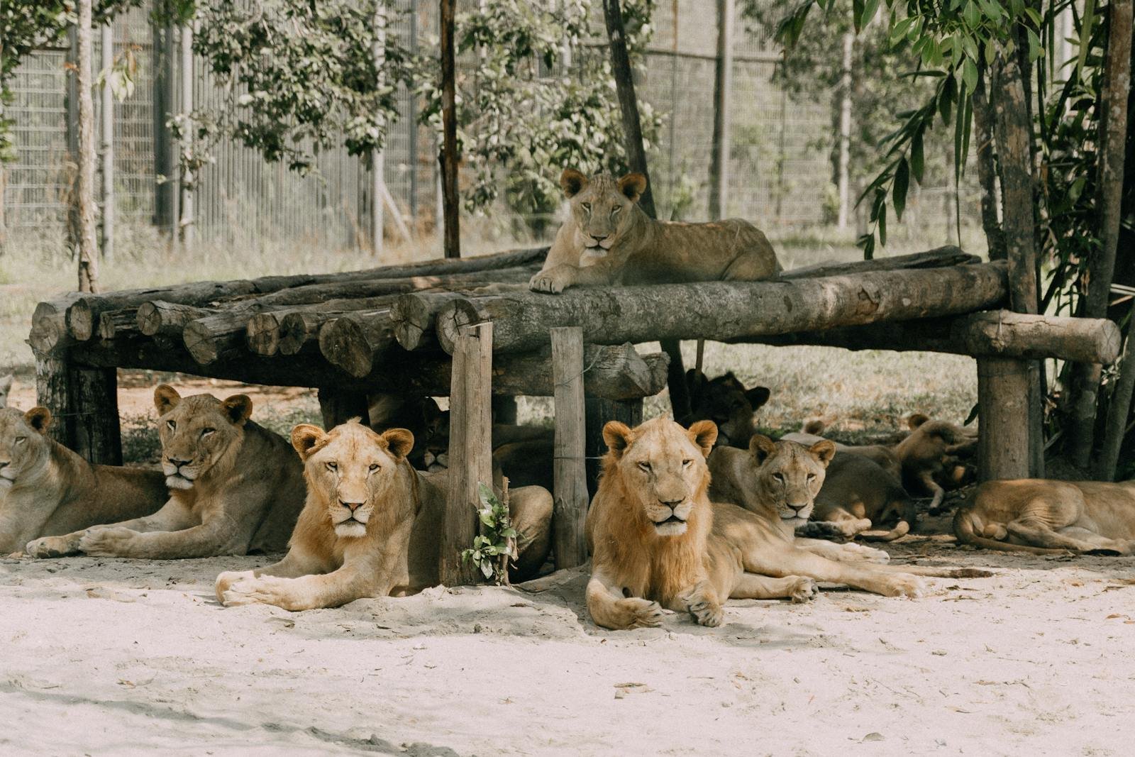 A group of lions relaxing in a shaded area at a zoo enclosure.