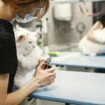 Woman trimming cat's nails at a veterinary clinic.