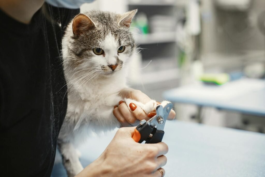 A domestic cat receiving a nail trimming at a professional pet grooming salon indoors.