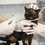A veterinarian wearing gloves giving a vaccination to a cat in a clinic setting.