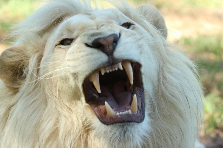 Ethical Big Cat Tourism