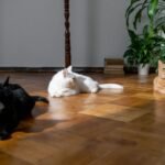 Three cats lounging on a wooden floor with indoor plants, enjoying the sunlight.