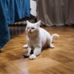A cute white cat playing with a toy on a hardwood floor next to a bed.