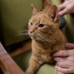 A ginger cat enjoys being brushed on a comfortable upholstered armchair indoors.