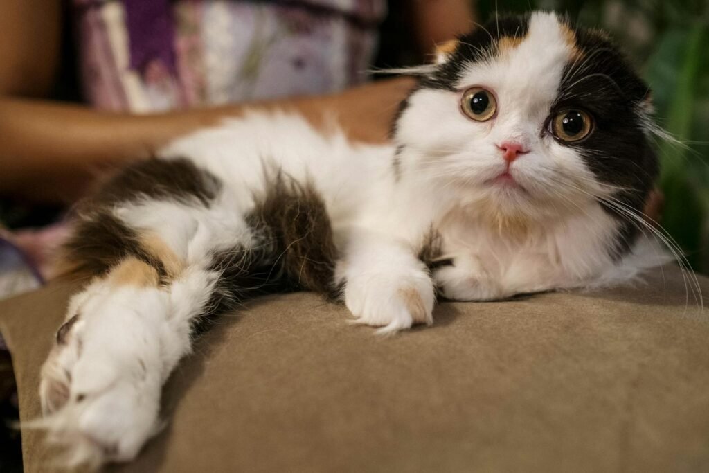 A cute Scottish Fold kitten with unique ears relaxing on a pillow.