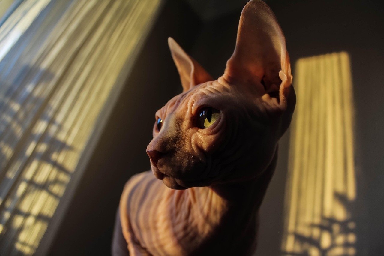 sphynx, cat, pet, feline, animal, fur, kitty, domestic, domestic cat, cat portrait, animal world, sphynx, sphynx, sphynx, nature, sphynx, sphynx