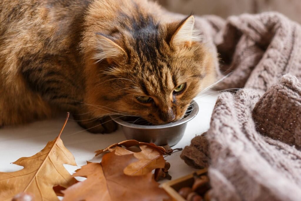 A fluffy cat enjoys a drink from a stainless steel bowl amidst autumn leaves.