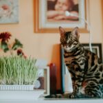 A striking Bengal cat sits elegantly beside wheatgrass on an indoor table.