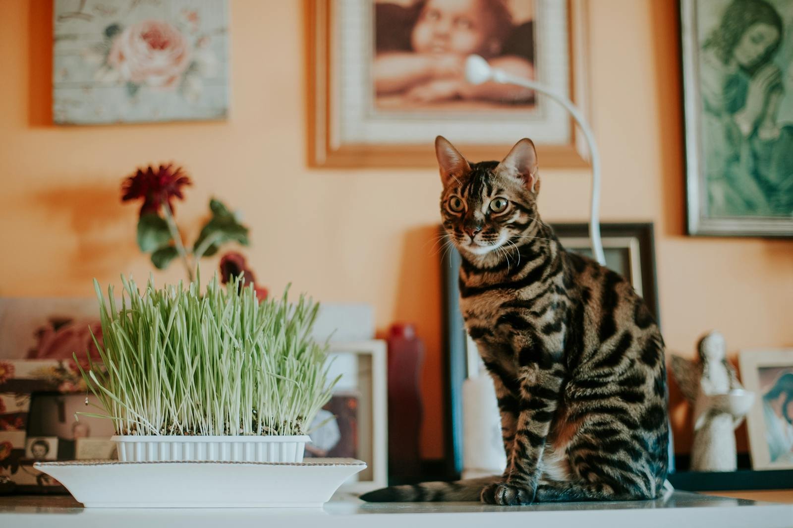 A striking Bengal cat sits elegantly beside wheatgrass on an indoor table.
