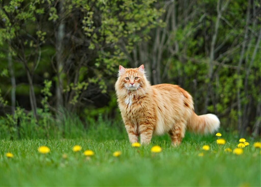 A majestic Maine Coon cat walks through a lush green meadow with dandelions.
