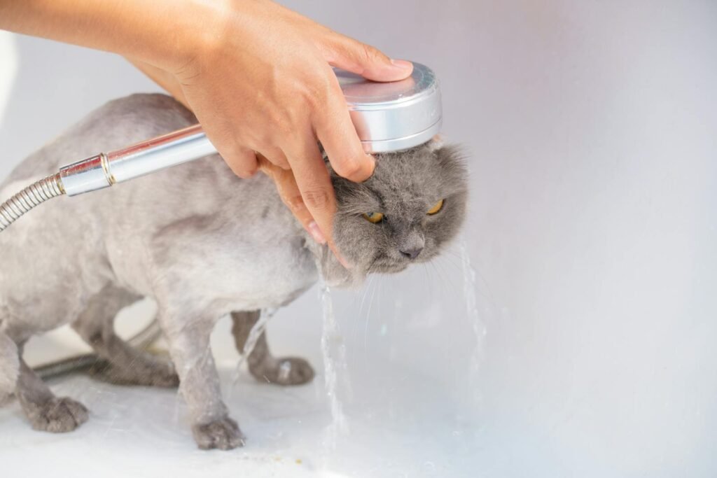 A gray Persian cat receives a gentle bath in a sink, showcasing domestic pet care.