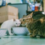 Close-up of three domestic cats eating indoors, with focused expressions and vibrant fur.