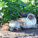 Nervous or Skittish