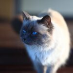 Cat from Kittenhood