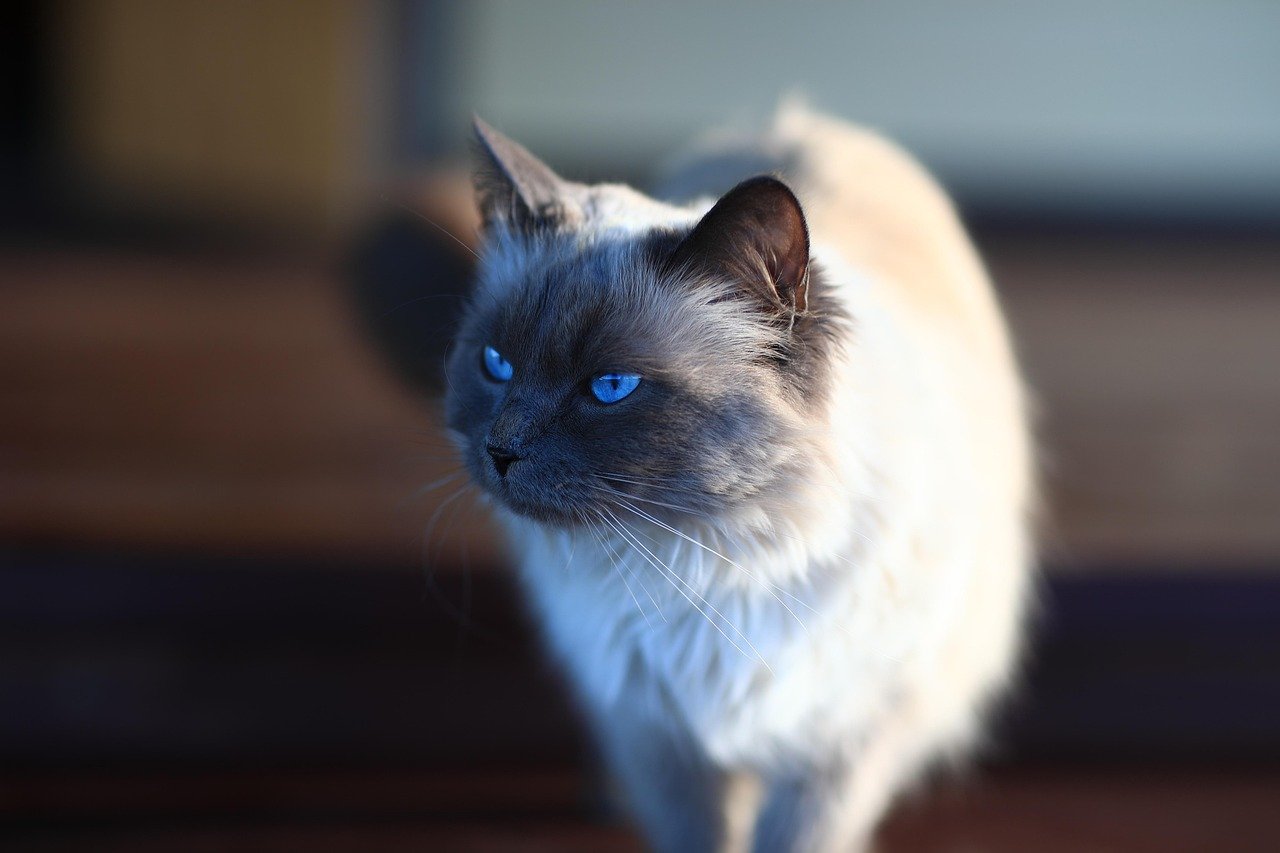 Cat from Kittenhood