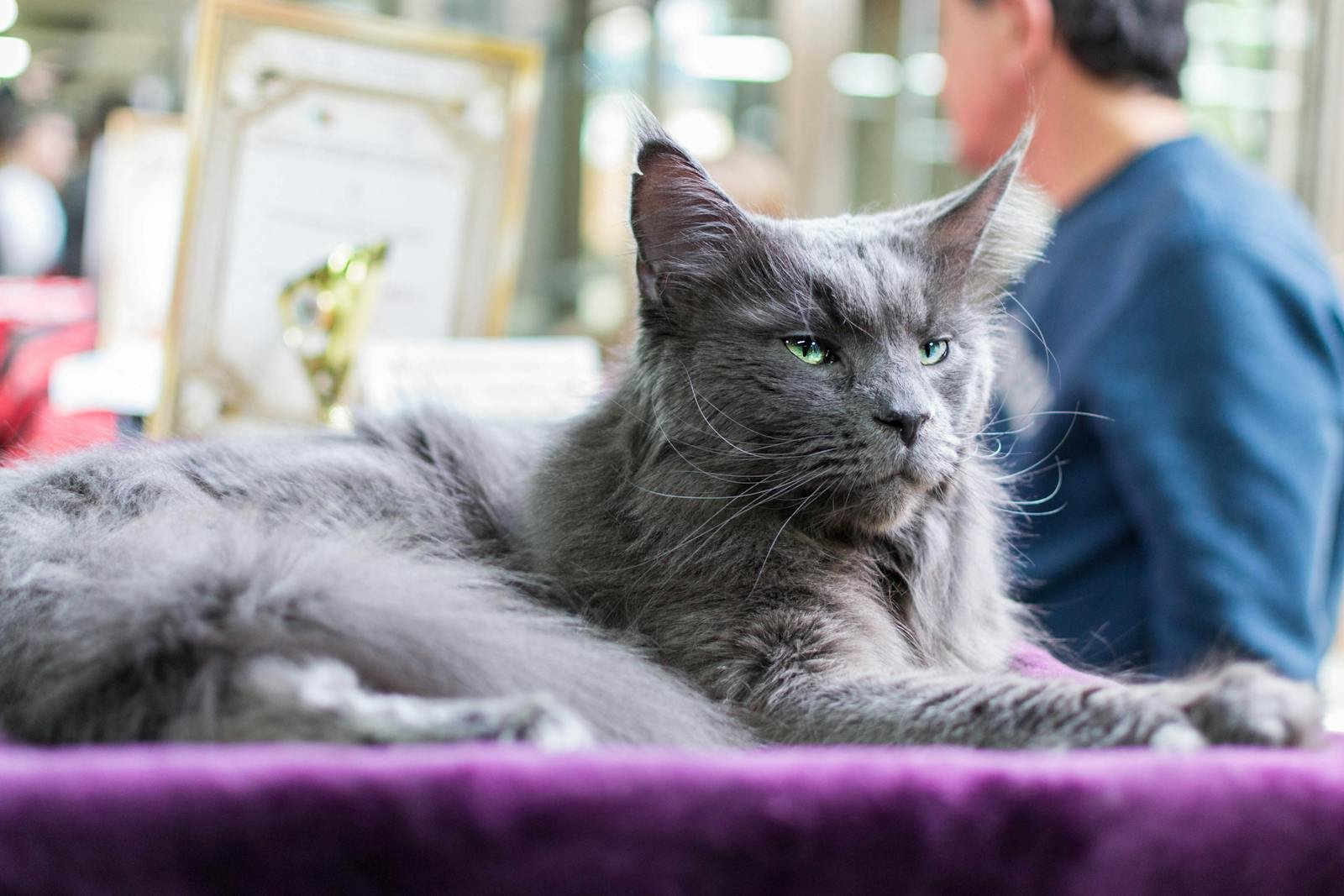 A fluffy gray Maine Coon cat lounging indoors, showcasing its serene demeanor and vibrant green eyes.