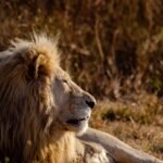 Rare Big Cat Mutations