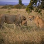 Two lions interact in the savanna of Narok, Kenya at twilight, capturing the essence of wildlife photography.