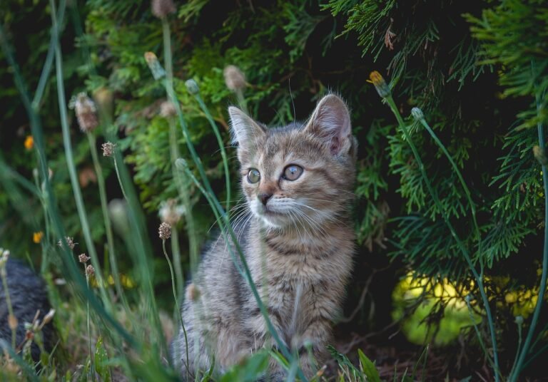 How Cats Show They Miss You
