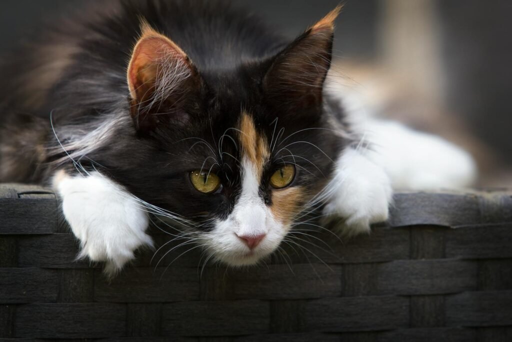Close-up of a cute calico cat with striking eyes relaxing on a woven basket.