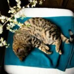 Top view of adorable Bengal cat with tabby fur sleeping on chair with textile in room near branch with blooming flowers