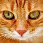 A detailed close-up of a ginger tabby cat's face, showcasing its mesmerizing eyes.