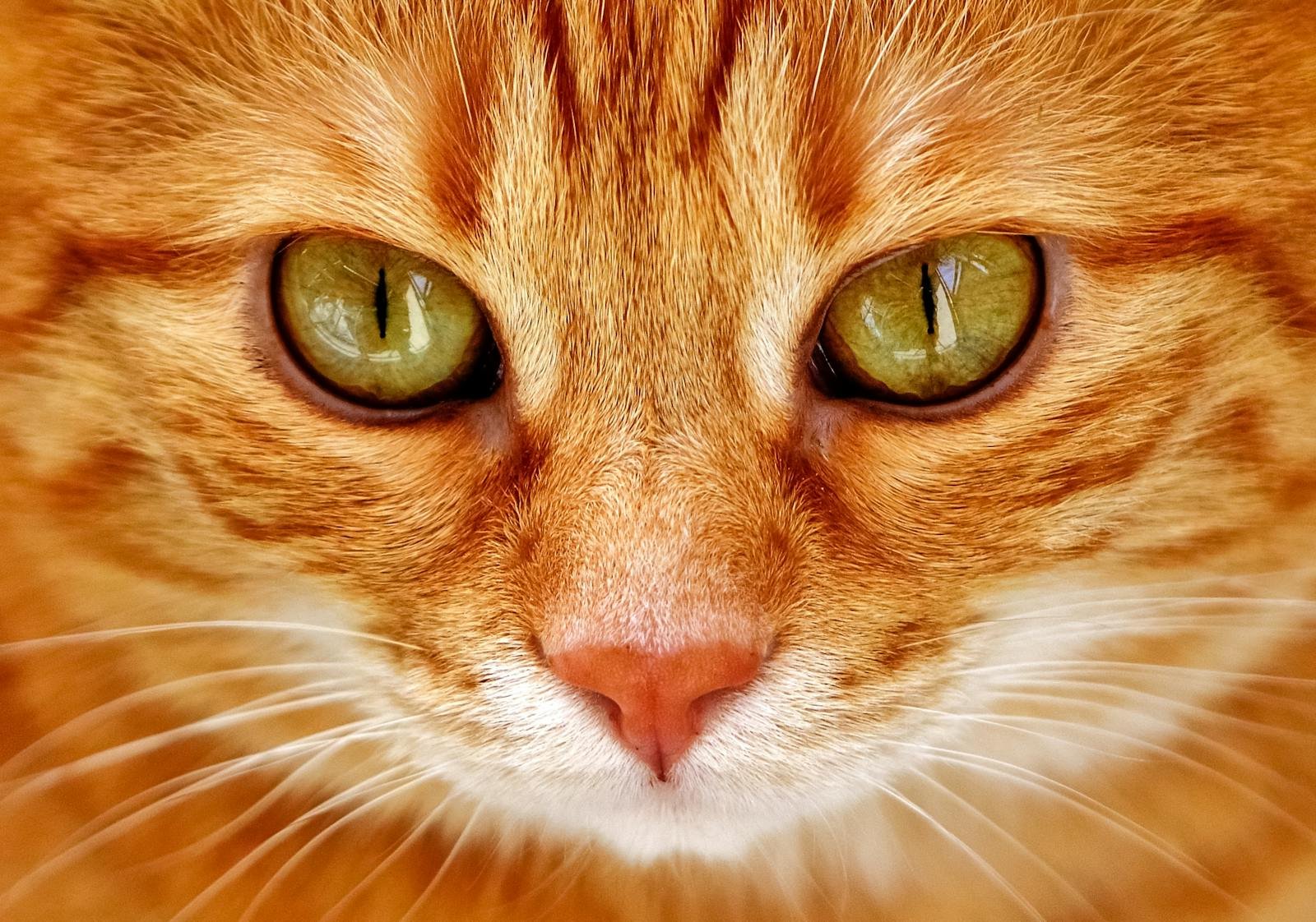 A detailed close-up of a ginger tabby cat's face, showcasing its mesmerizing eyes.