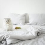 Adorable Persian cat sitting on a bed in a minimalist bedroom setting.