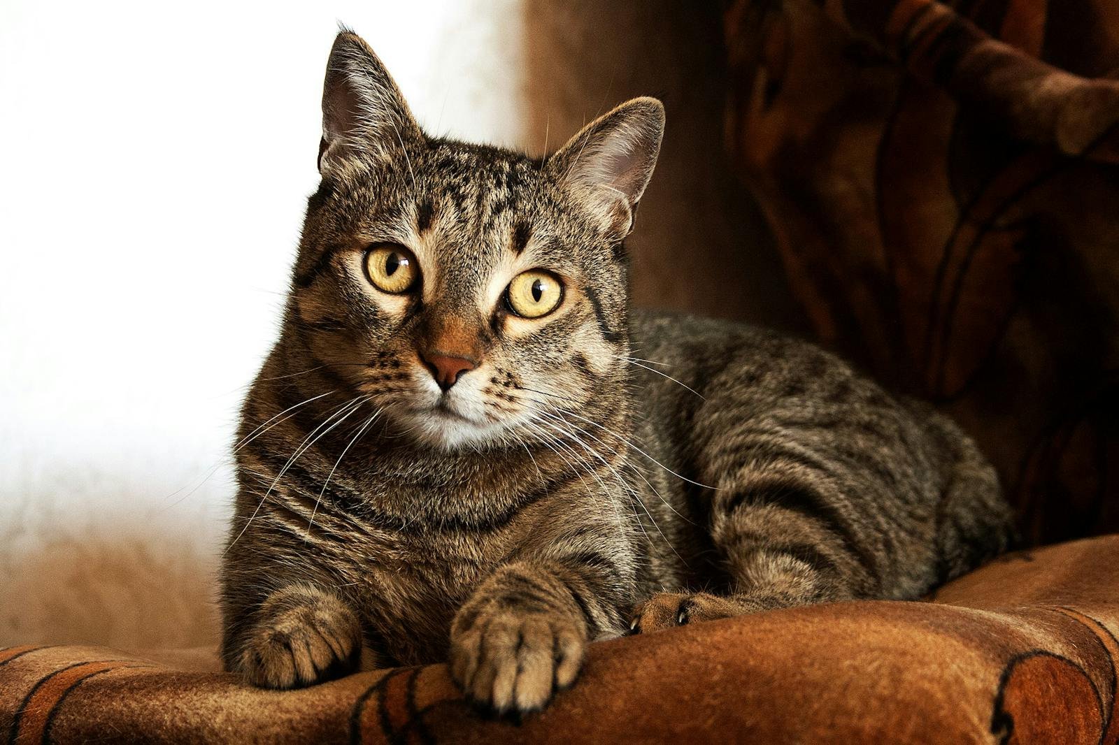 Close-up portrait of a tabby cat with bright eyes, lying down and looking directly at the camera indoors.