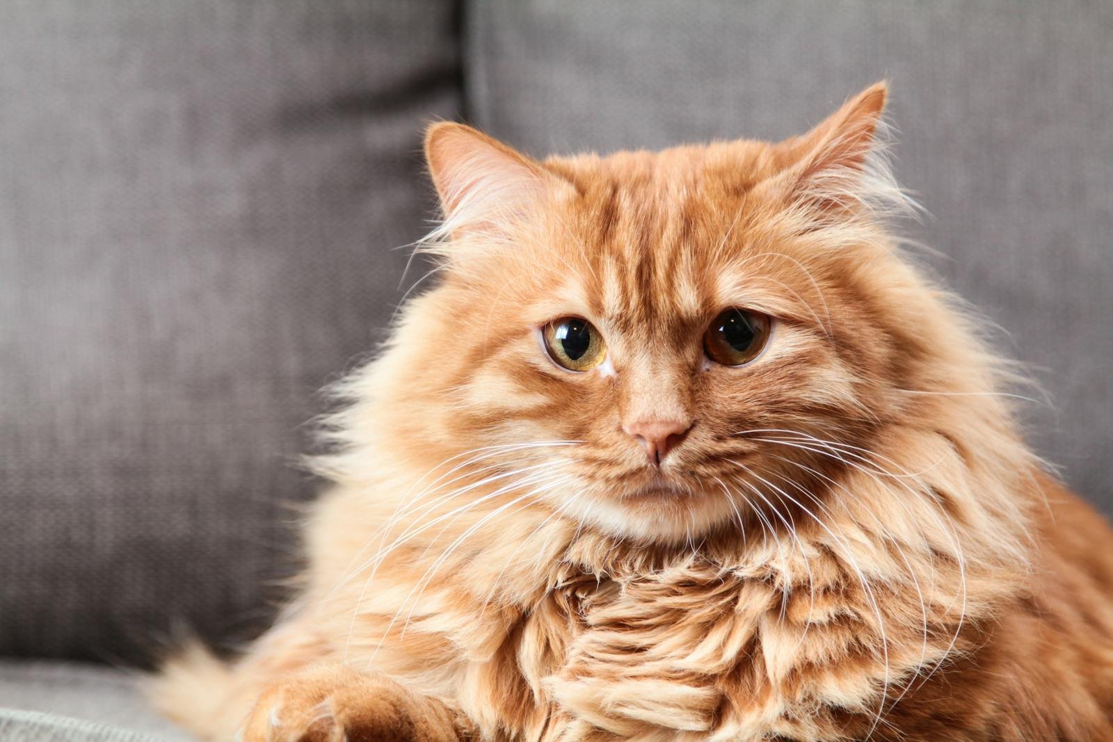 Adorable fluffy orange tabby cat resting indoors on a sofa.