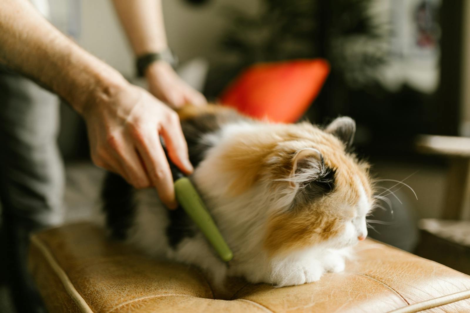 A person gently combs a fluffy calico cat indoors. Cozy pet grooming moment.
