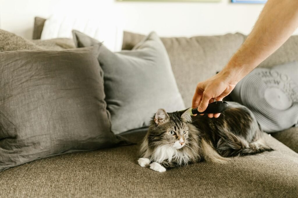 A Maine Coon cat being gently combed on a comfortable sofa indoors.