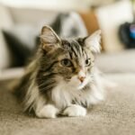 A detailed close-up of a Maine Coon cat lounging indoors, showcasing its whiskers and fur.