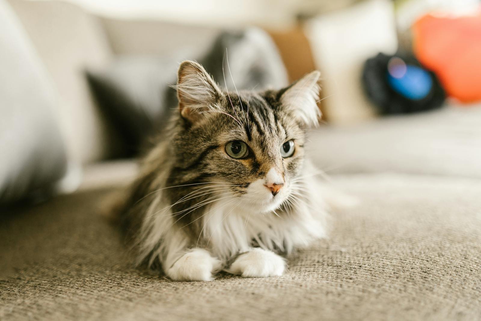 A detailed close-up of a Maine Coon cat lounging indoors, showcasing its whiskers and fur.
