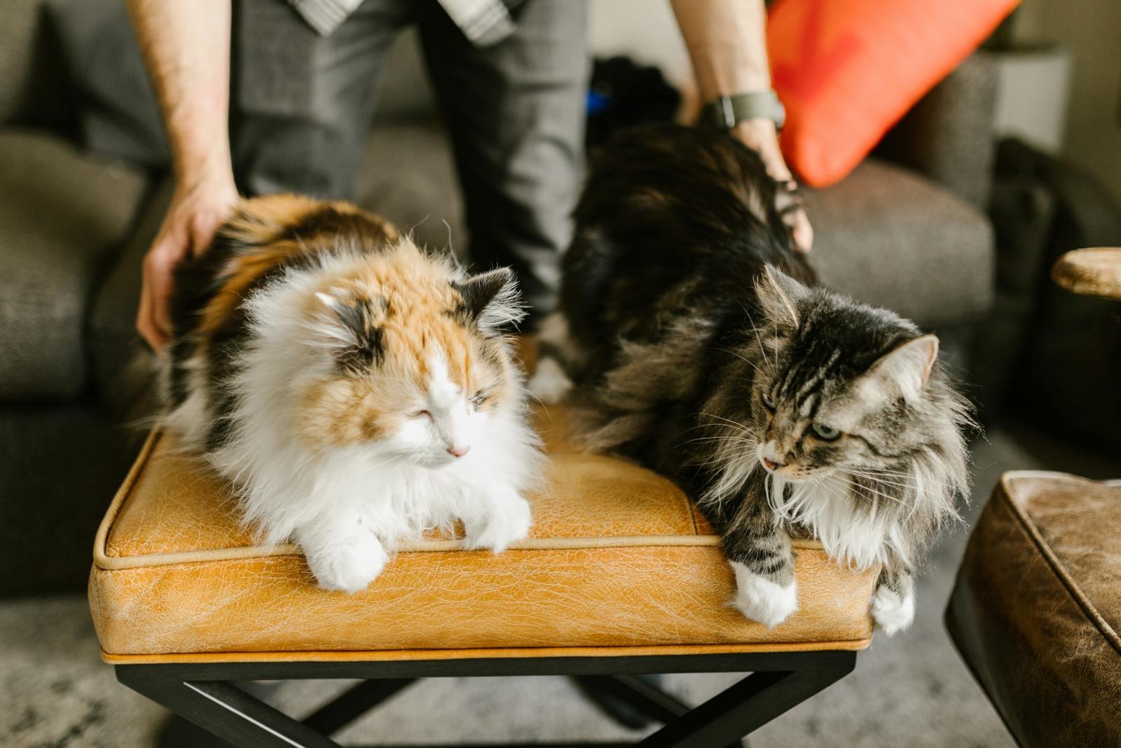 Two fluffy cats, a calico and a maine coon, rest comfortably on an ottoman indoors.