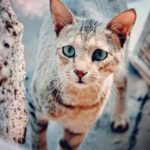 A curious tabby cat with striking blue eyes looks at the camera outdoors.