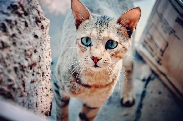 A curious tabby cat with striking blue eyes looks at the camera outdoors.