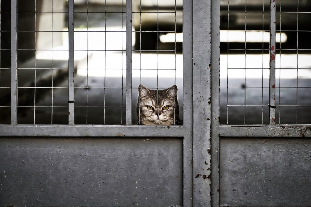 cat, garfield, portrait, boredom, patience, boring, view, nature, wait, bribery, meditation, animal, alone, lonliness, cat, cat, cat, cat, cat, pet, patience, patience, patience, patience, boring, wait, wait, bribery, meditation, meditation