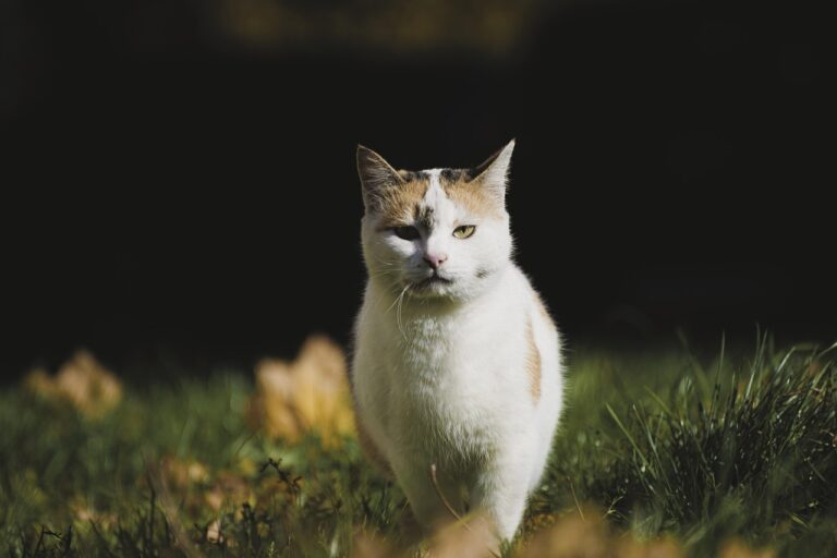 Your Cat Shows They Are in Pain