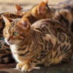 cat, feline, portrait, beast, cute, bengal cat, animal, pet, view, bengal cat, bengal cat, bengal cat, nature, bengal cat, bengal cat