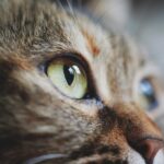 cat, face, eye, pet, animal, cute, feline, domestic, mammal, thinking, nature, closeup, cat, cat, cat, cat, eye, animal, thinking, thinking, thinking, thinking, thinking