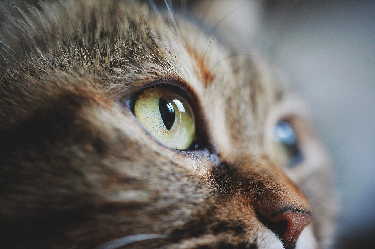 cat, face, eye, pet, animal, cute, feline, domestic, mammal, thinking, nature, closeup, cat, cat, cat, cat, eye, animal, thinking, thinking, thinking, thinking, thinking