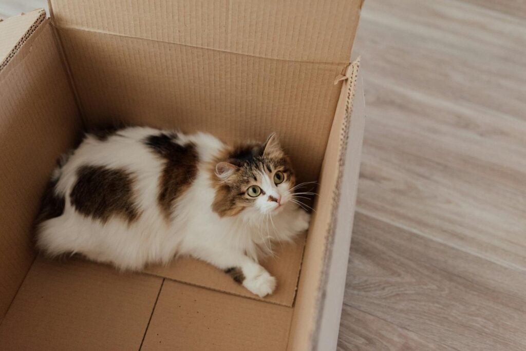 A fluffy cat comfortably lying in a cardboard box indoors.