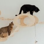 Two cats playing on wooden cat furniture indoors, showcasing playful feline behavior.
