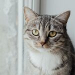 Adorable domestic cat with striking eyes sitting by a window, looking curious and attentive.