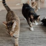 A playful group of domestic cats exploring and relaxing indoors on a carpet.