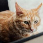 A serene close-up of a ginger tabby cat with green eyes resting indoors.